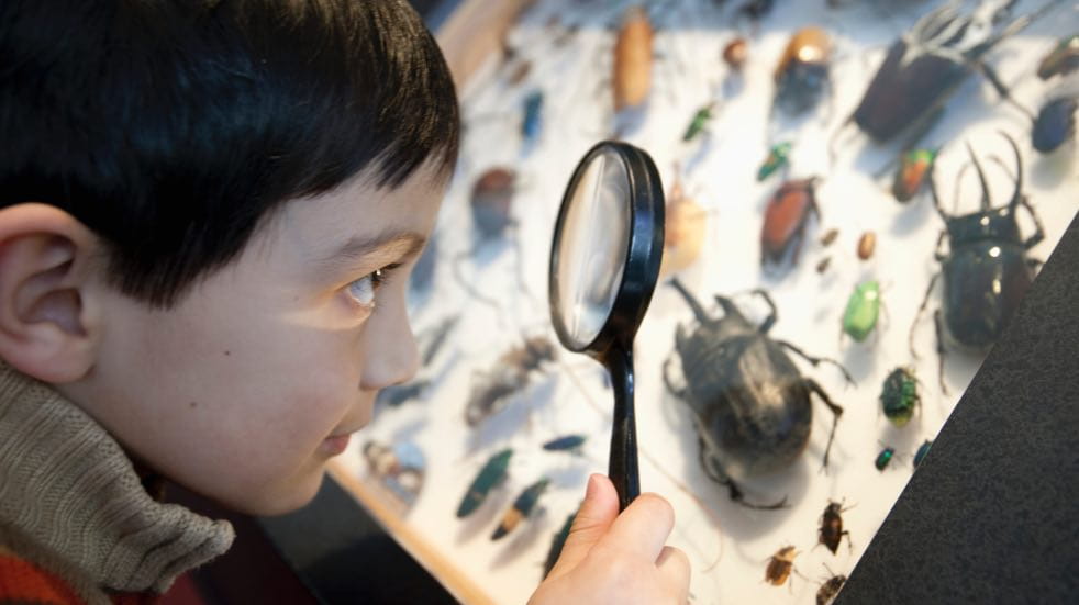 Boy looking at beetle display